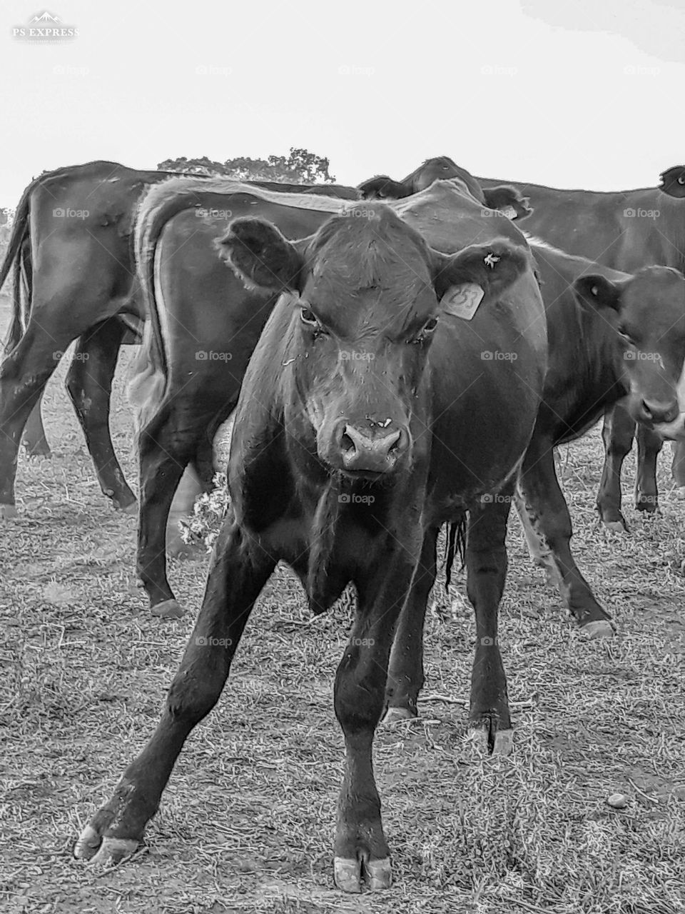 Australian Angus beef cattle