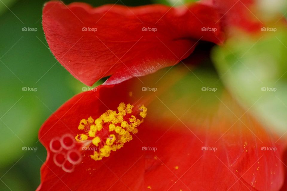 Red flower