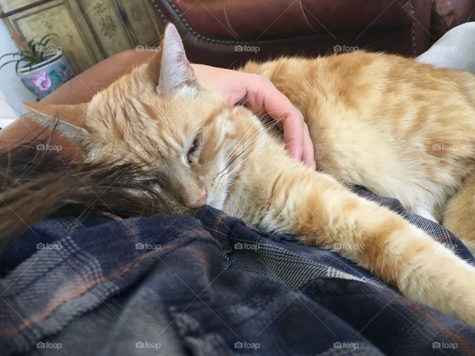 Cat, Sleep, Pet, Family, Cute