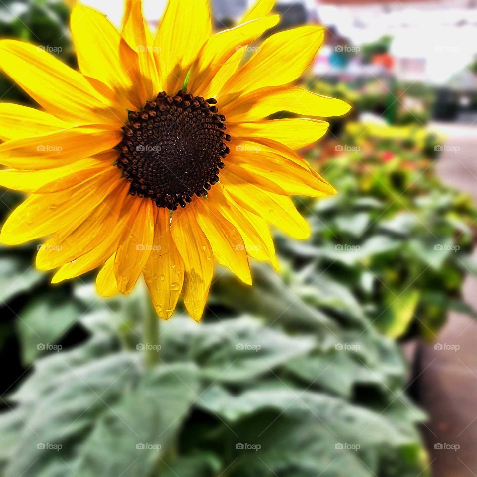 full sunflower