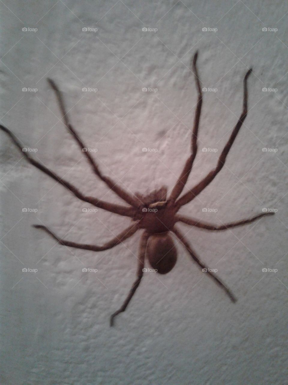 spider