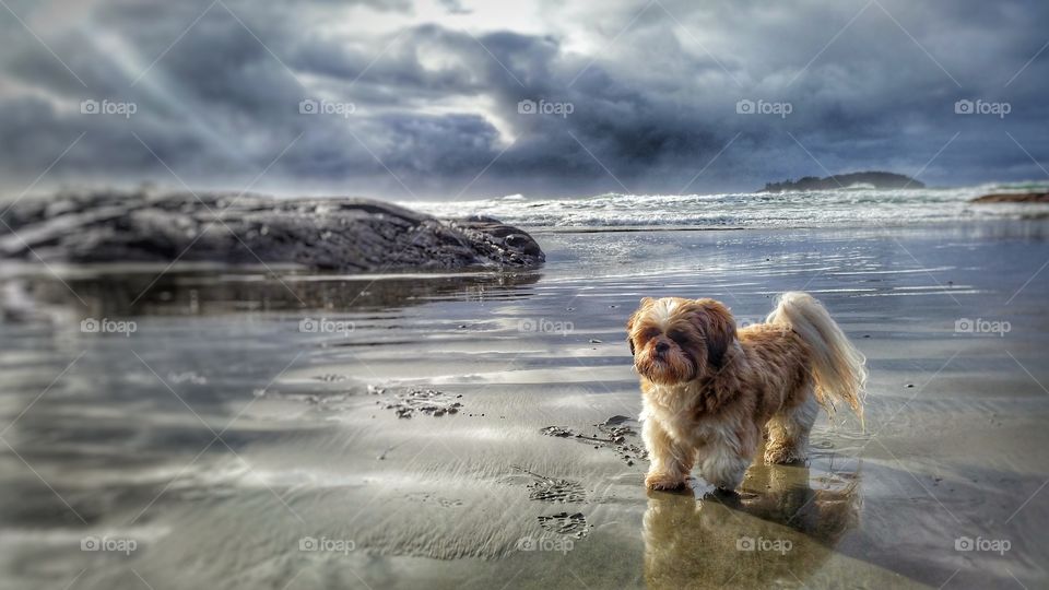 Beautiful scene of a dog and reflections on the beach. 