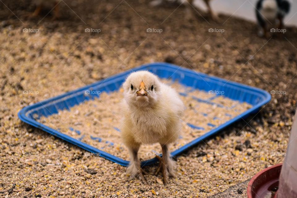 Small chickens in a pen 01