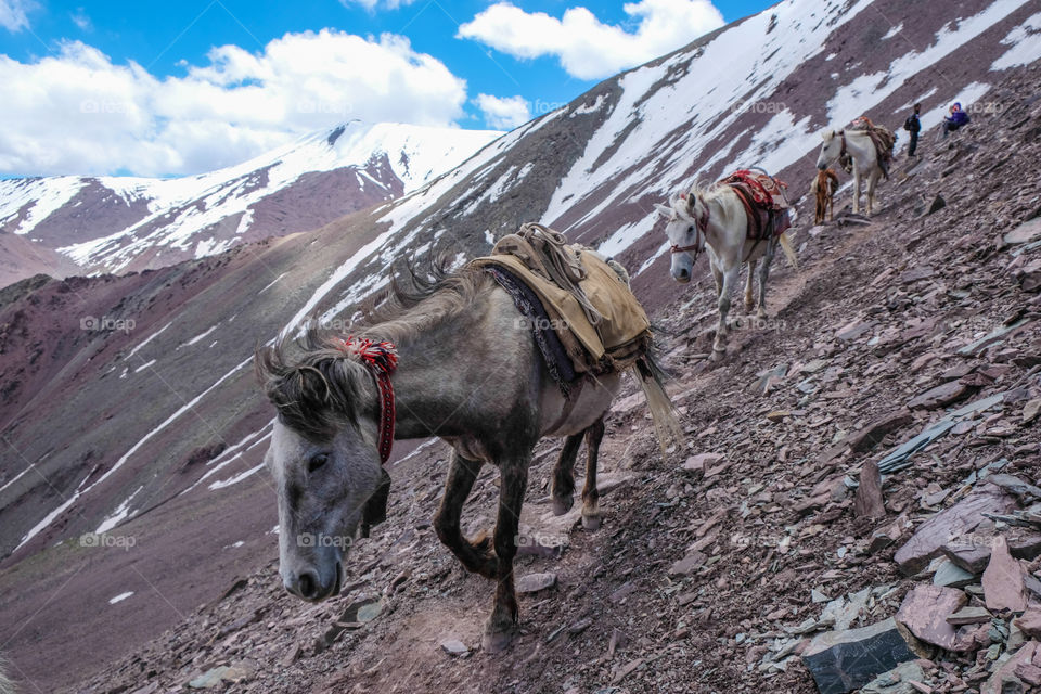 Horses going down the mountain