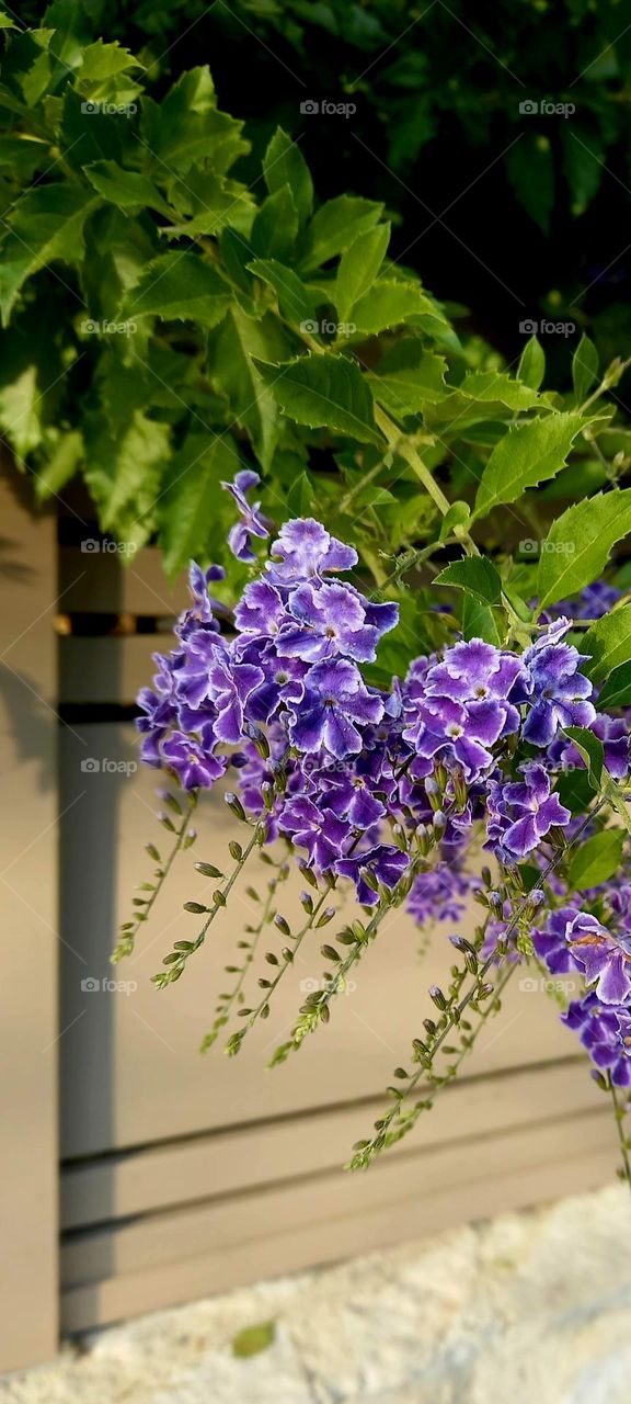 Duranta erecta