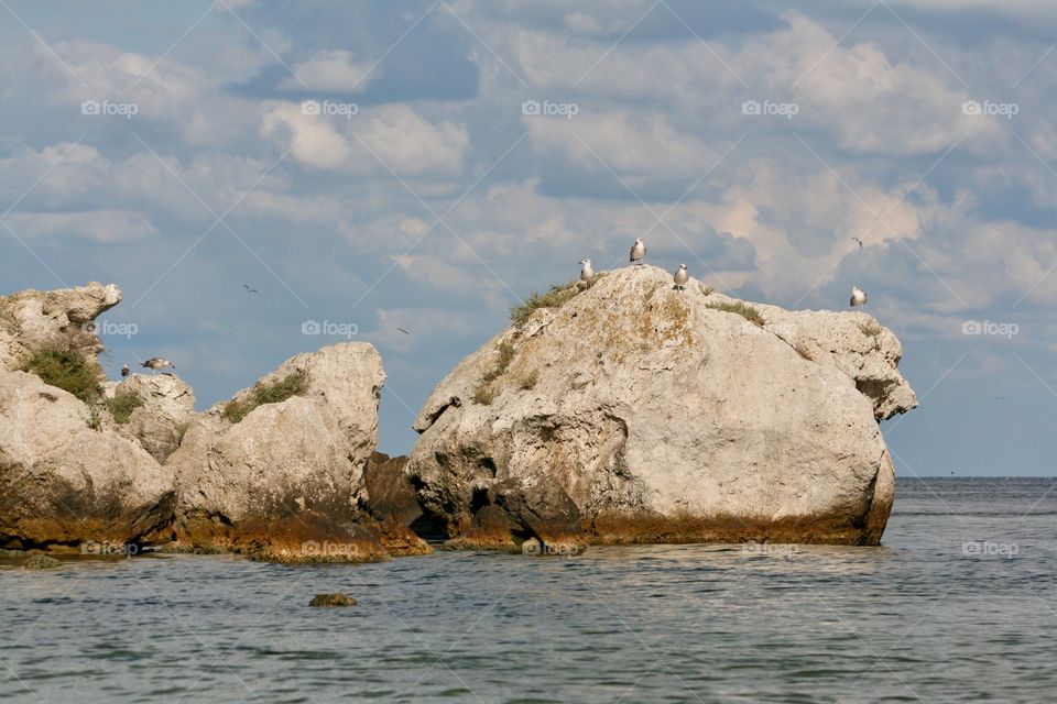 Seagulls on The stone