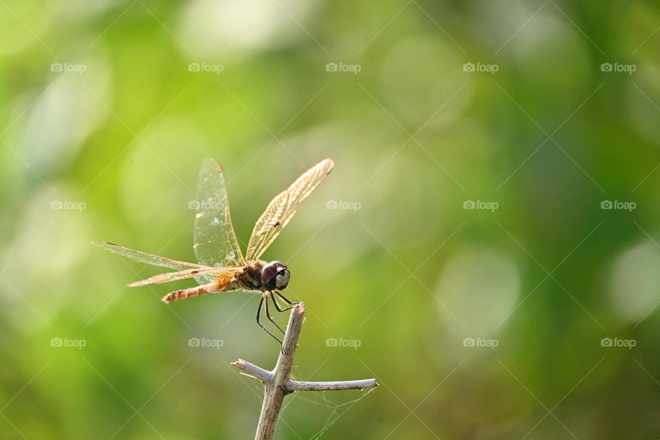 Dragon Fly