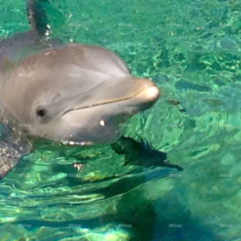 Aloha Dolphin!