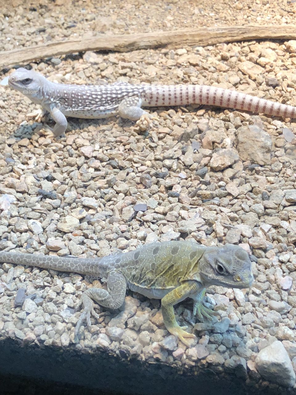 Lizards at the zoo