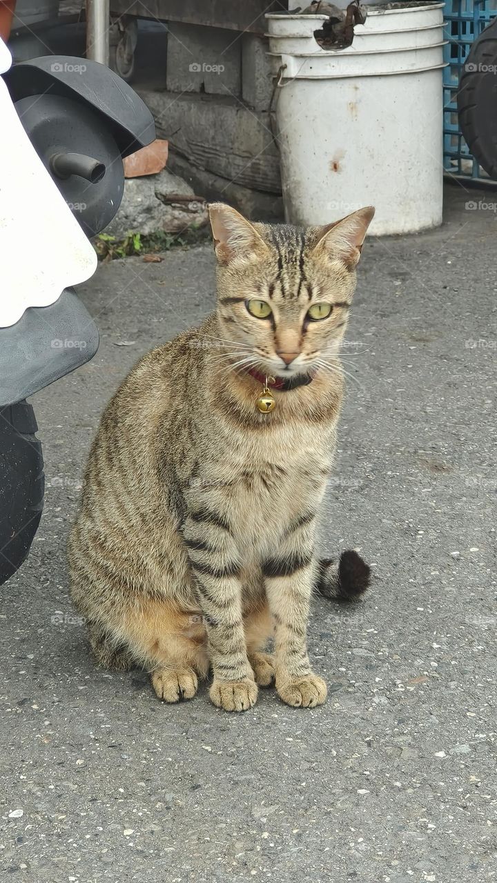ginger cat on the street, closeup of photo with selective focus