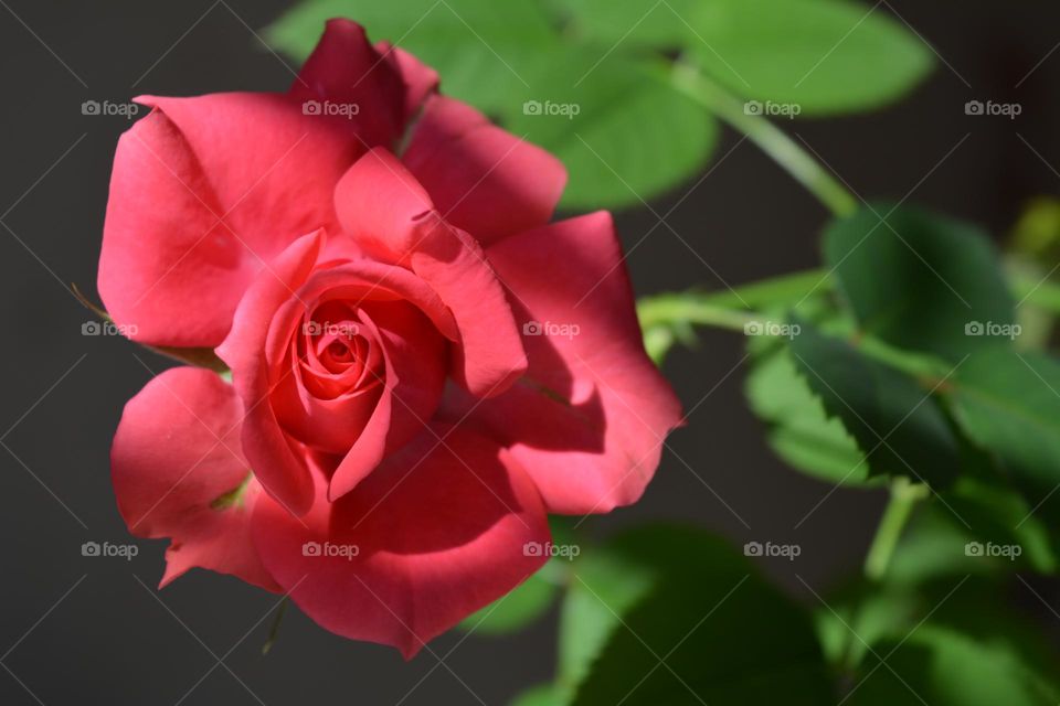 beautiful rose flower