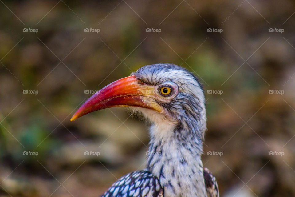 Red billed hornbill photo of it close up.