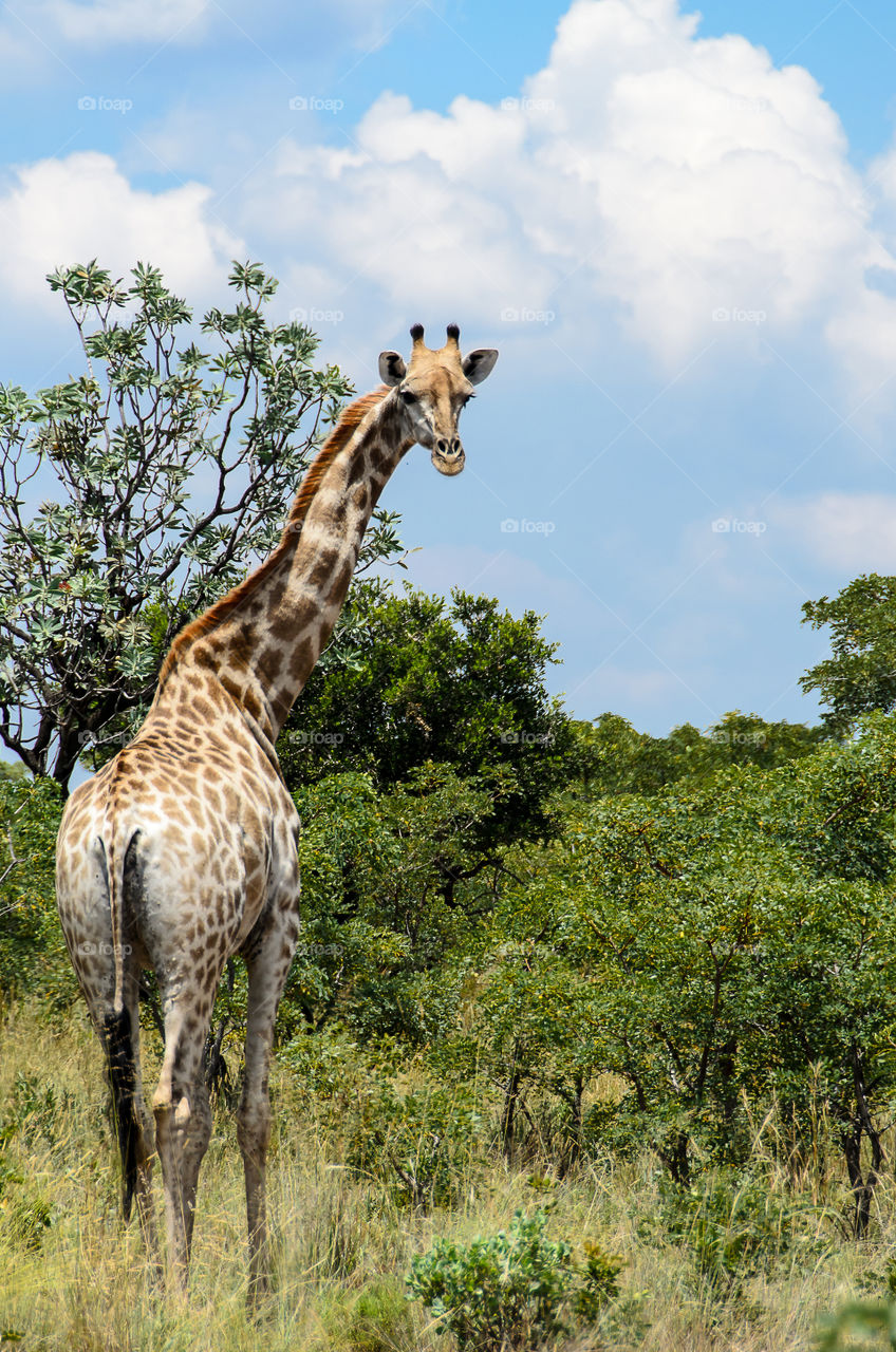 Giraffe looking back