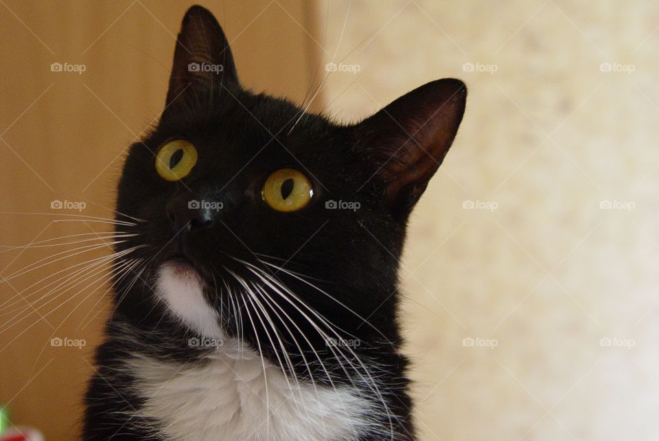 Black cat. This is my perfect cat Ozzy