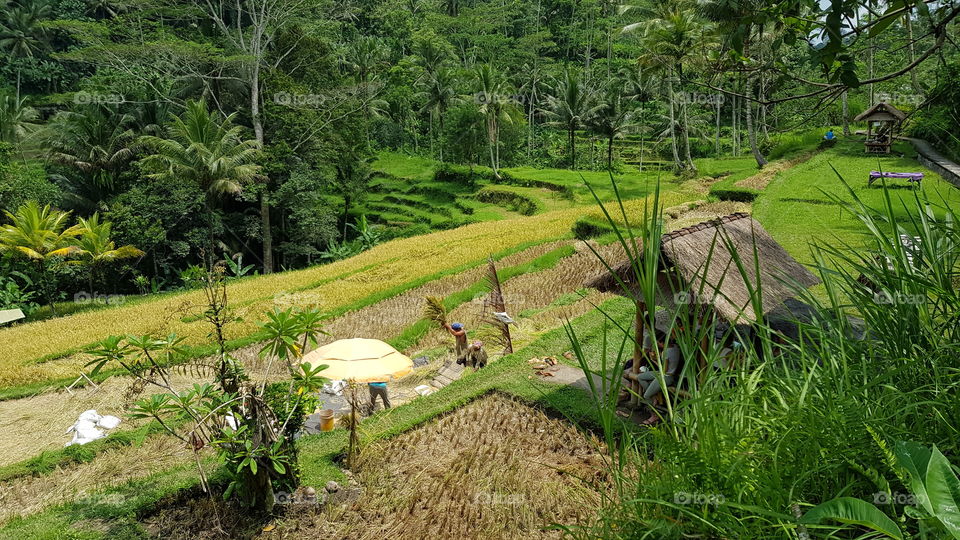 Bali rural area