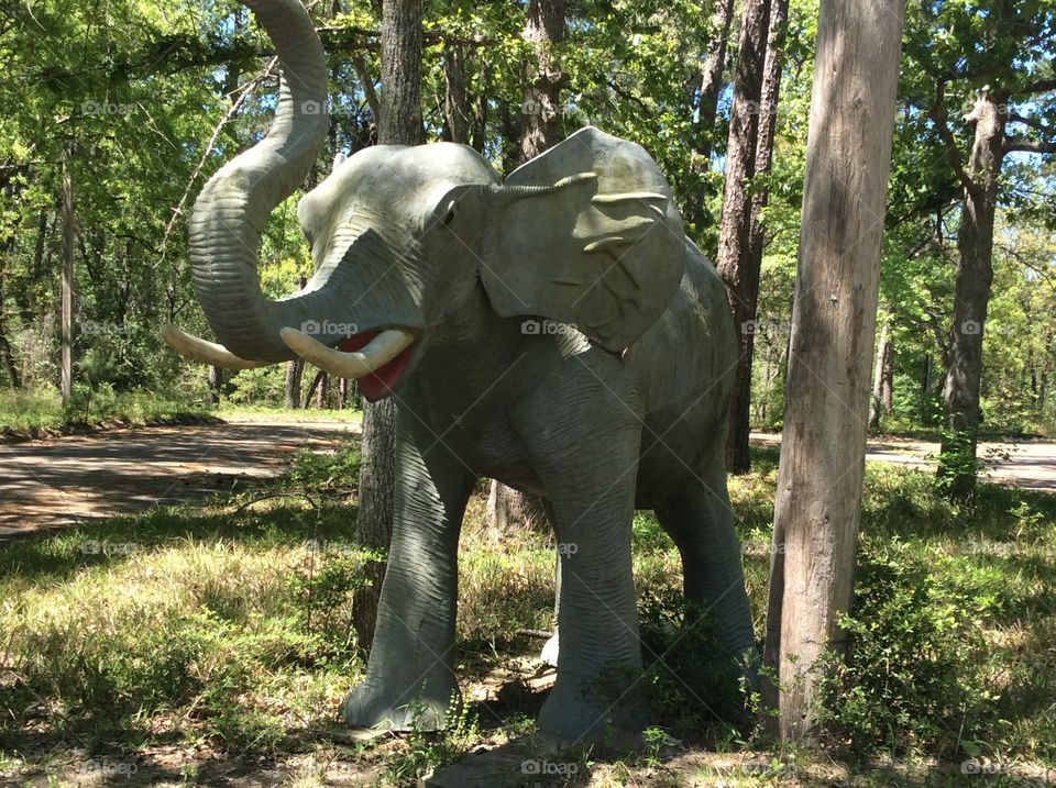 Elephant in East Texas