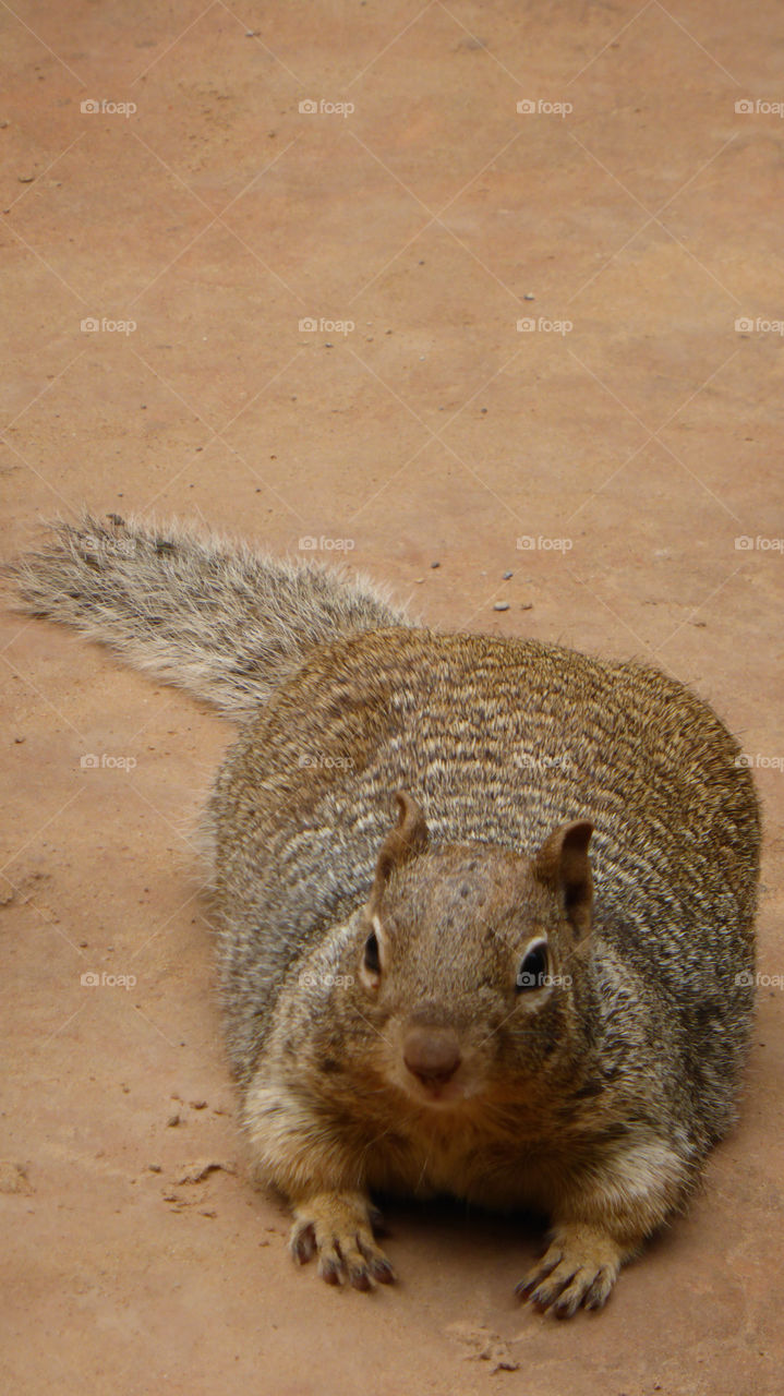 Close-up of a squirrel