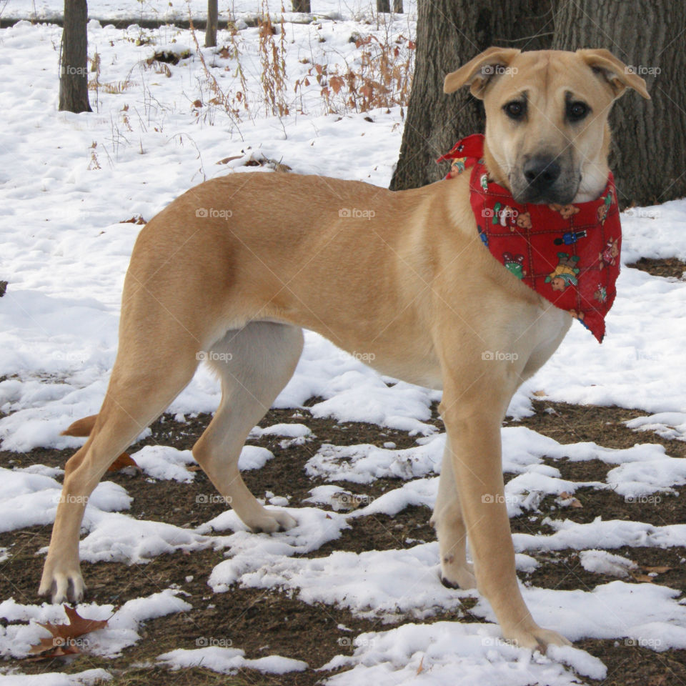 Dog in snow