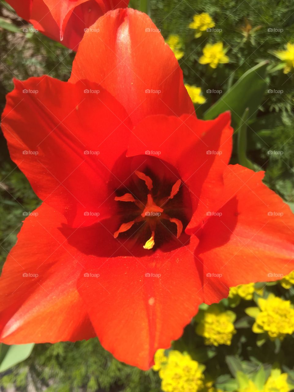 Close floral