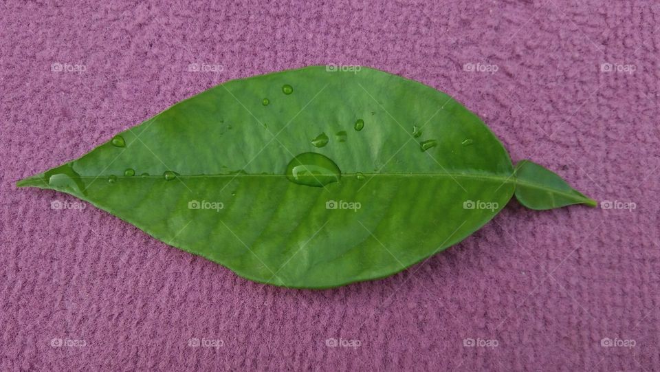 Beautiful rain drop on green leaf.