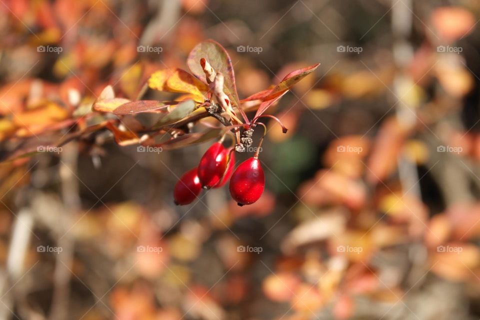 Red berries in the autumn 