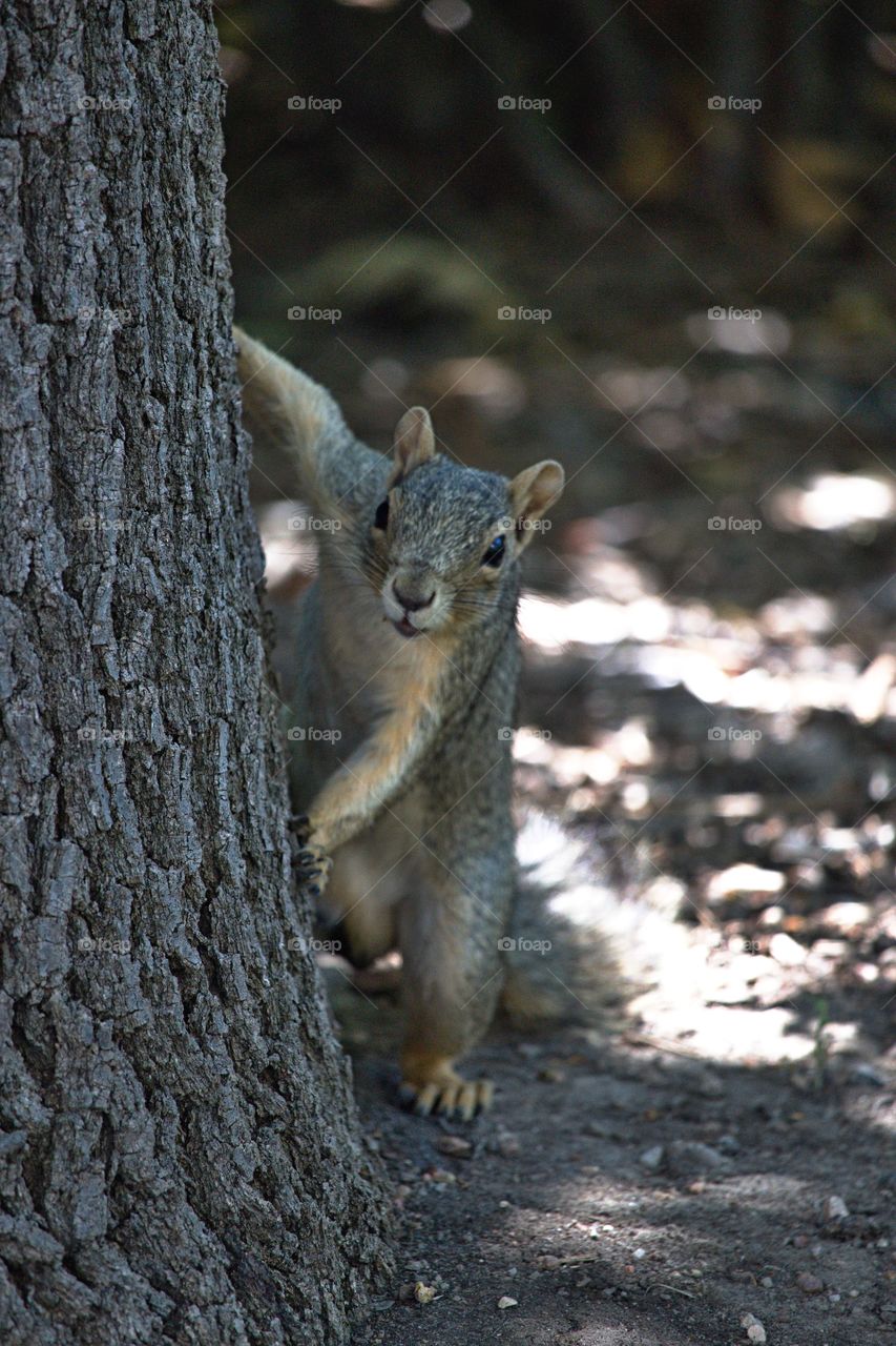 Squirrel near tree trunk