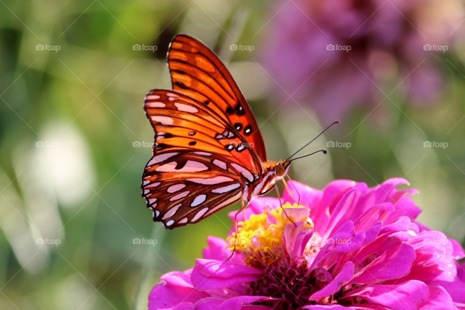 Prettiest Gulf Butterfly