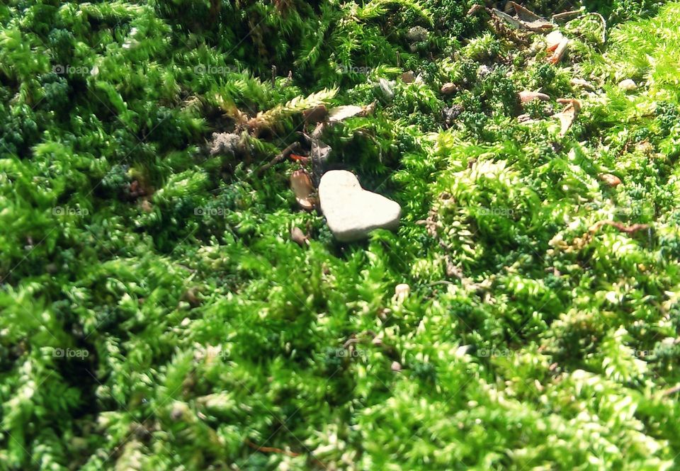 Heart shaped pebble in moss