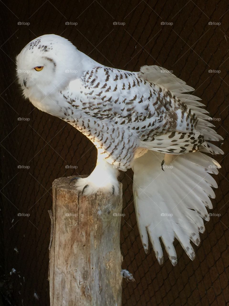 Snow owl