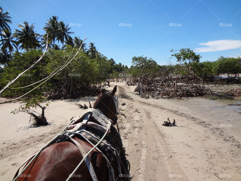 Horse walking along the mangrove on the beach