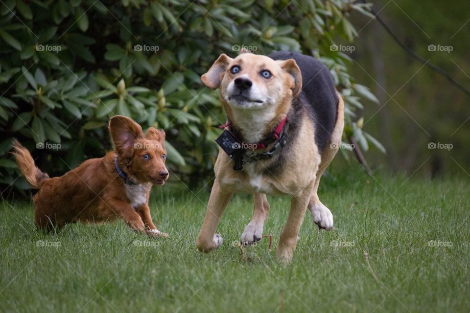 Dachshund and hound running dogs in grAss