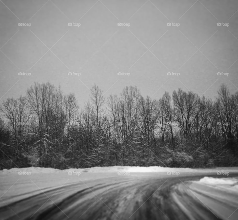 Snowy trees and ground