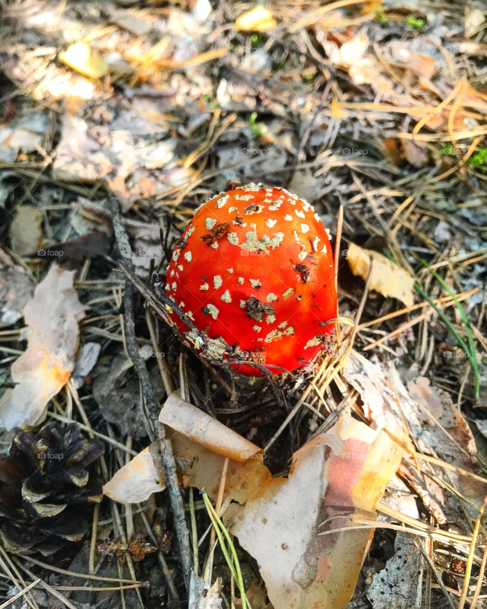 Autumn forest 