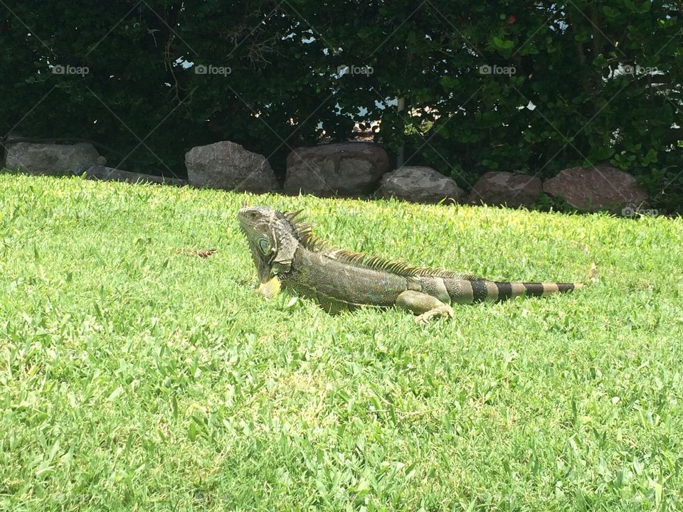 Iguana in Mexico