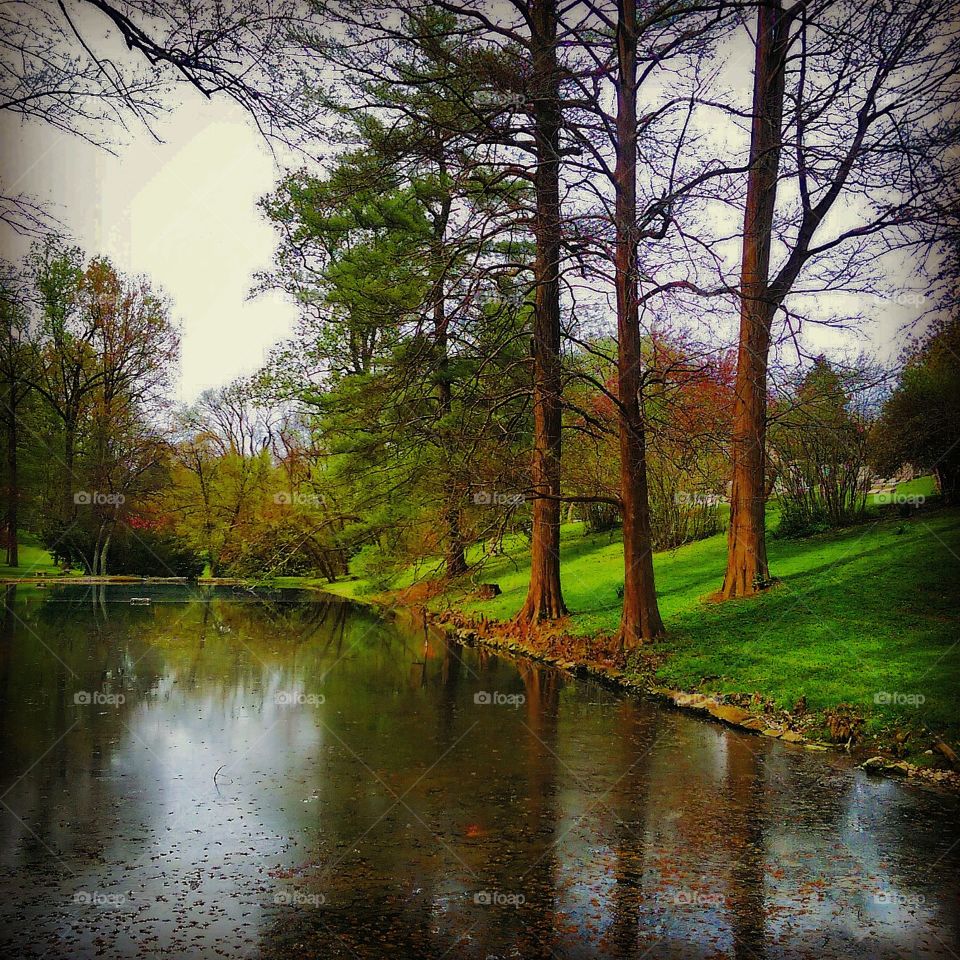 Pond Reflection 