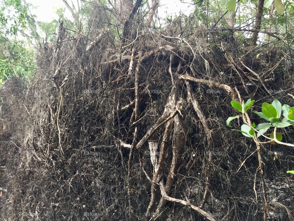 Uprooted tree