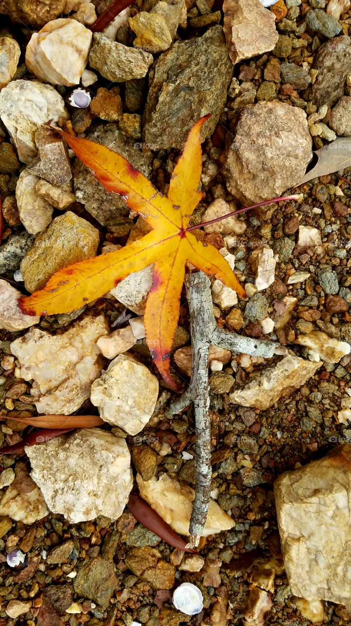 yellow leaf over rocks