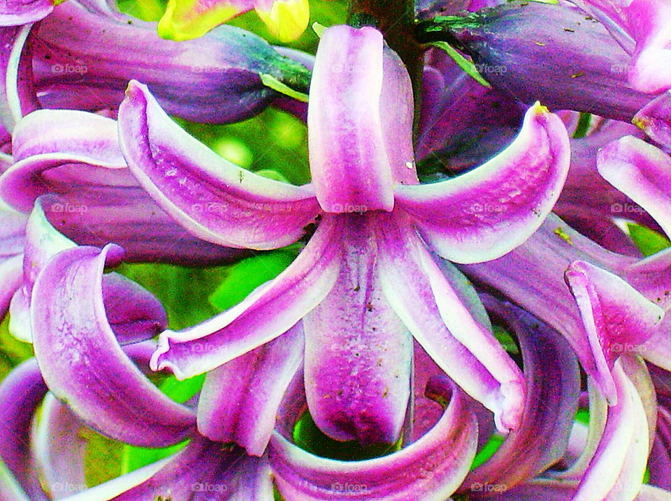 flower macro purple leaves by silkenjade