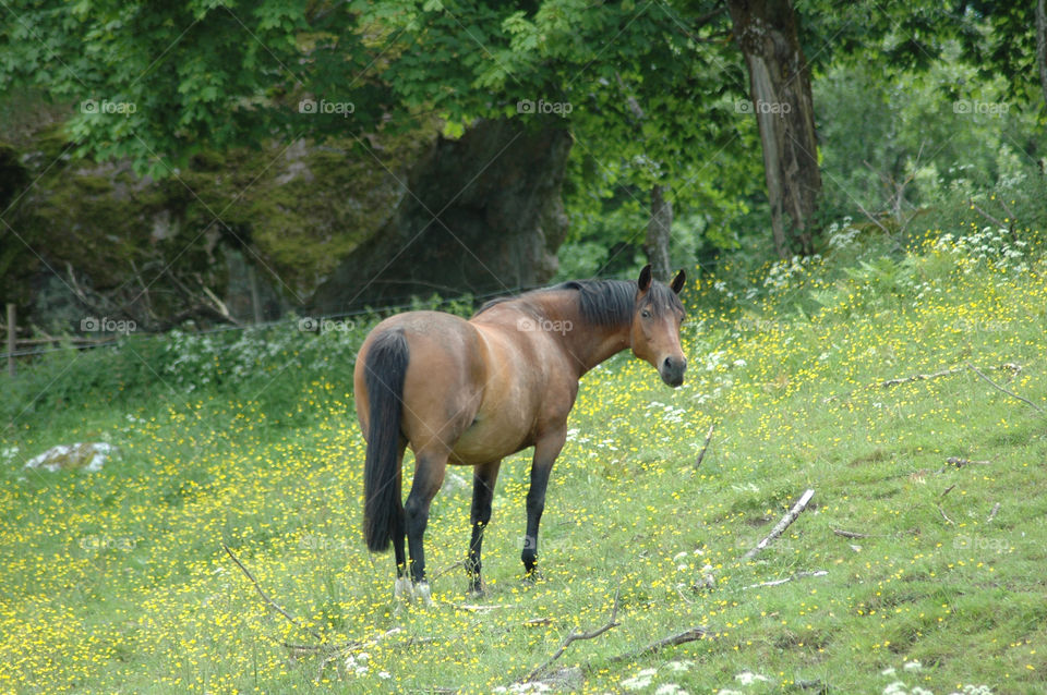 horse