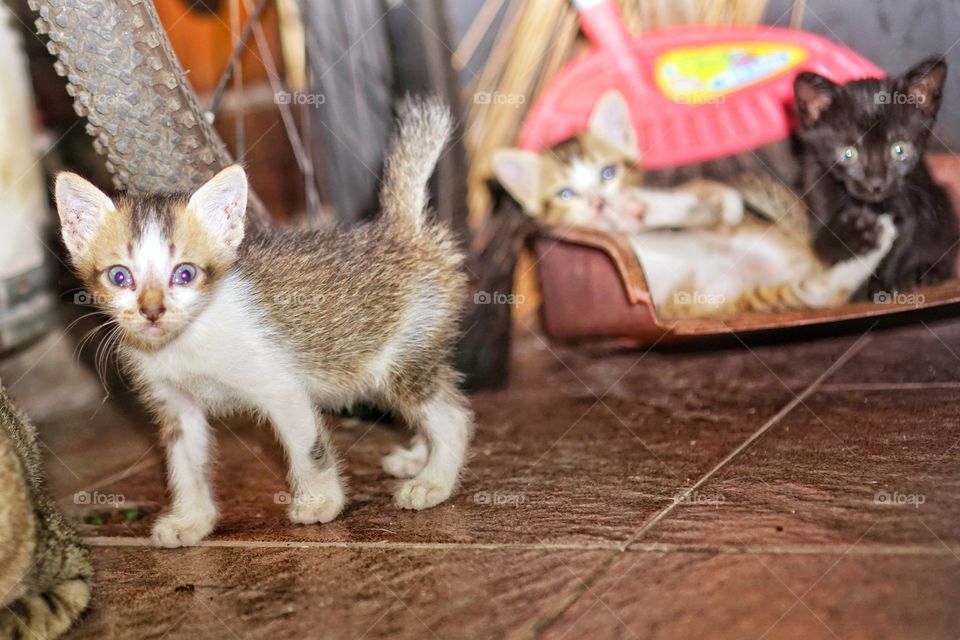 kittens, playing in the dark