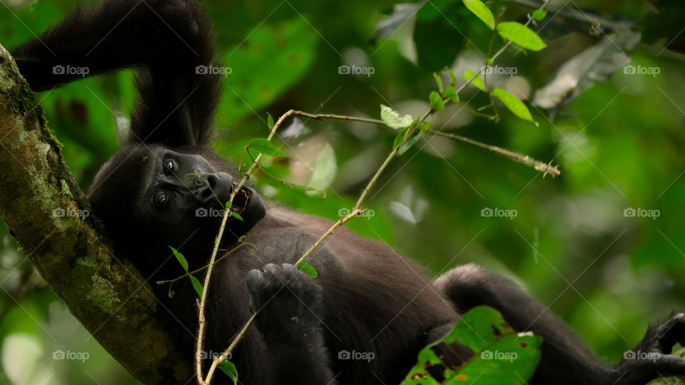 Scimmia nella foresta pluviale