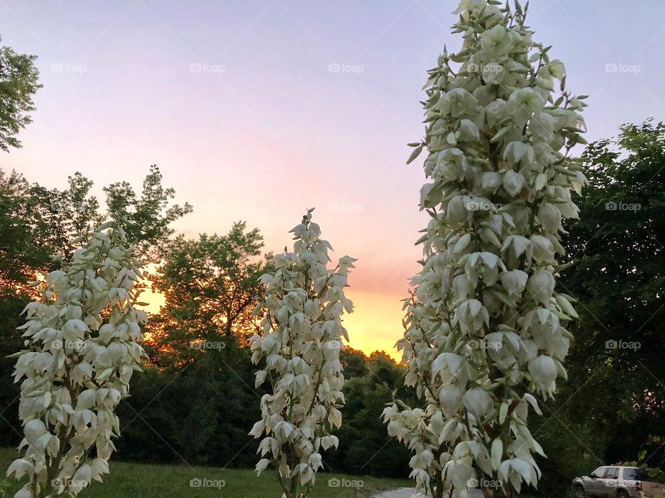 Flowering Yucca