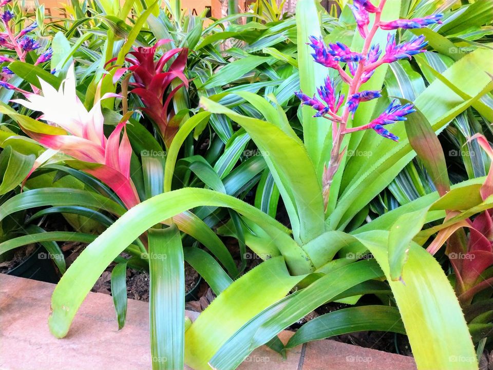 Beautiful array of tropical plants and flowers nature's Best!!!