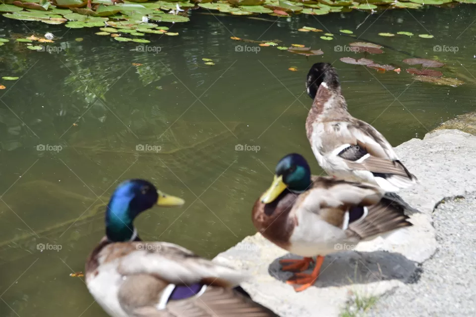 Stockenten Trio