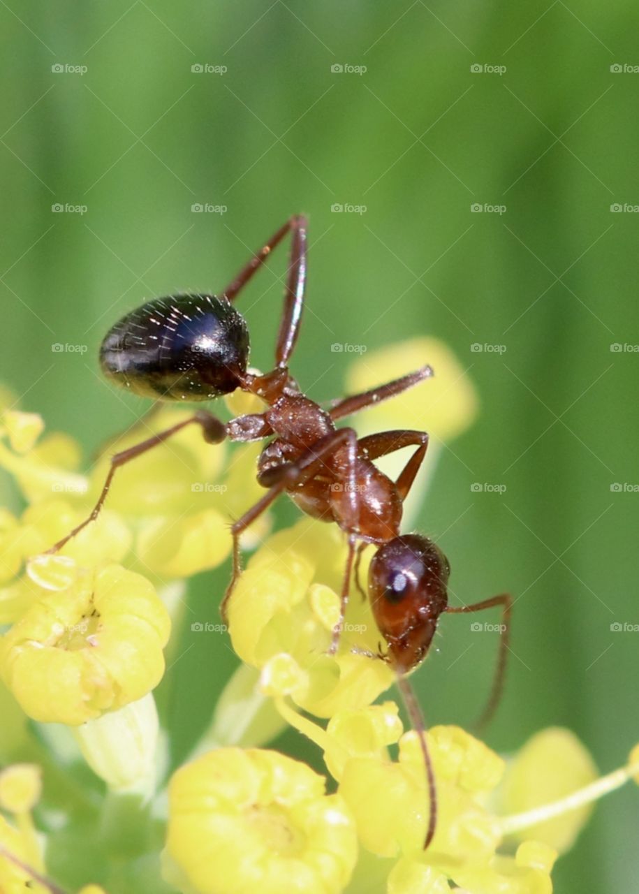 One single and on a tropical milkweed flower