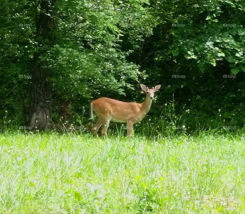 Deer near Branson,  Missouri.
