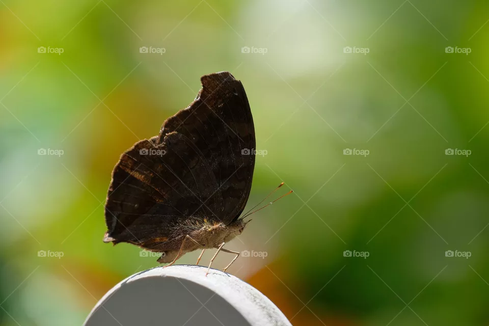 black butterfly