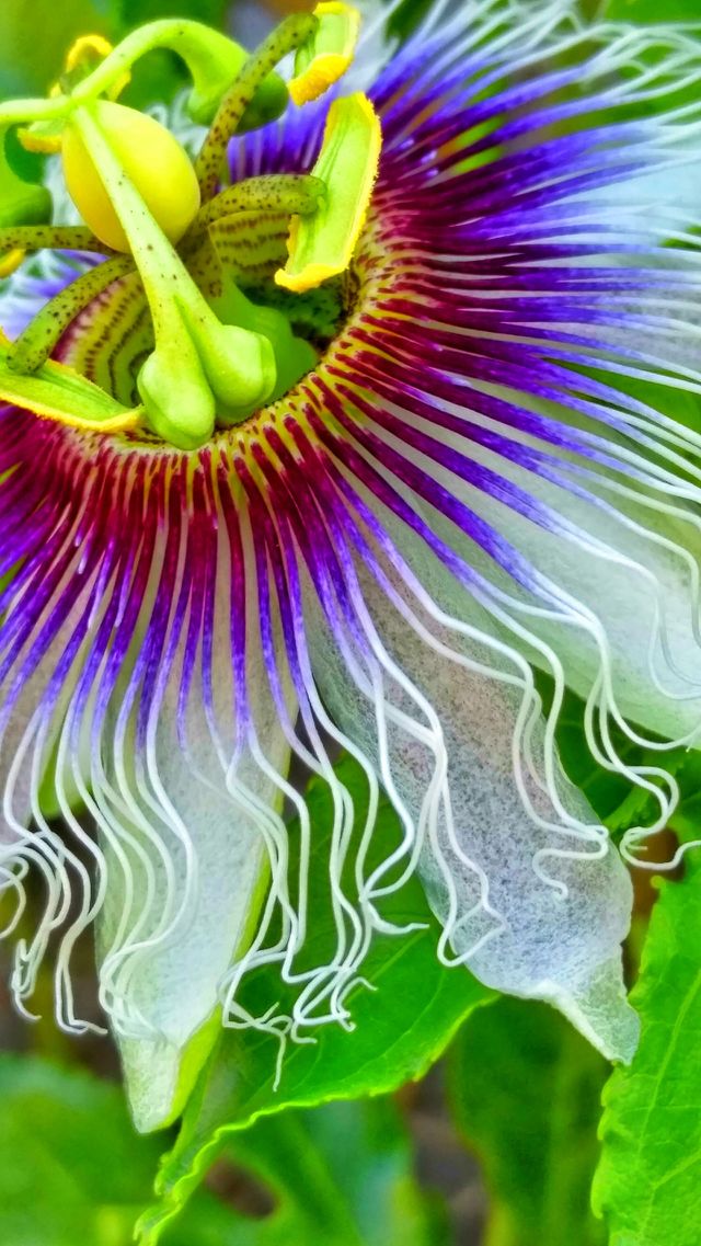 Close-up of passionfloar