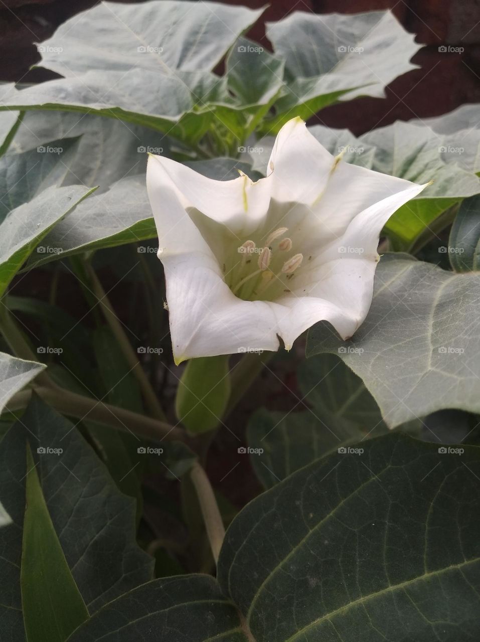 the datura flower seasonal fresh shurb small size looks very beautiful generally found very poisonous species