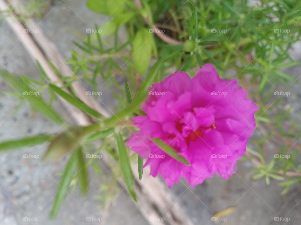 pink flower seasonal fresh shurb small size looks very beautiful generally found everywhere seasonal